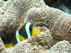 Clown anemonefish @ Sha'ab Rumi, Sudan ( Olympus 8080wz -... by Alvaro Managò 
